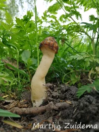 Moriellen [Morchellaceae]